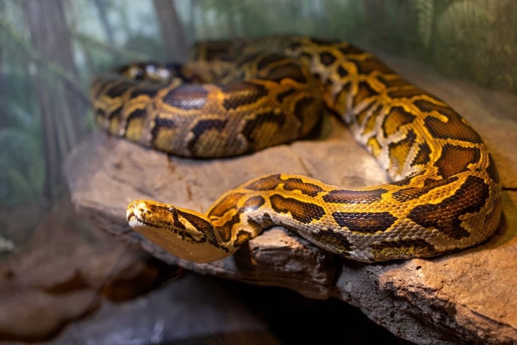 Let Them Eat Snake