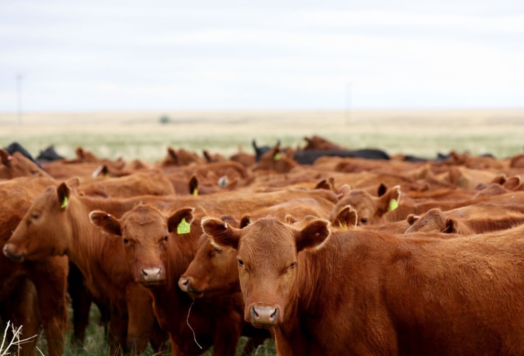 GettyImages-1400551170 (1) cattle